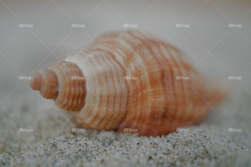 Extreme close-up of conch shell