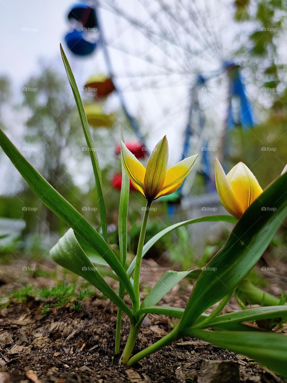 View from the ground. Yellow flower with green leaves on the background of the attraction "Ferris wheel"