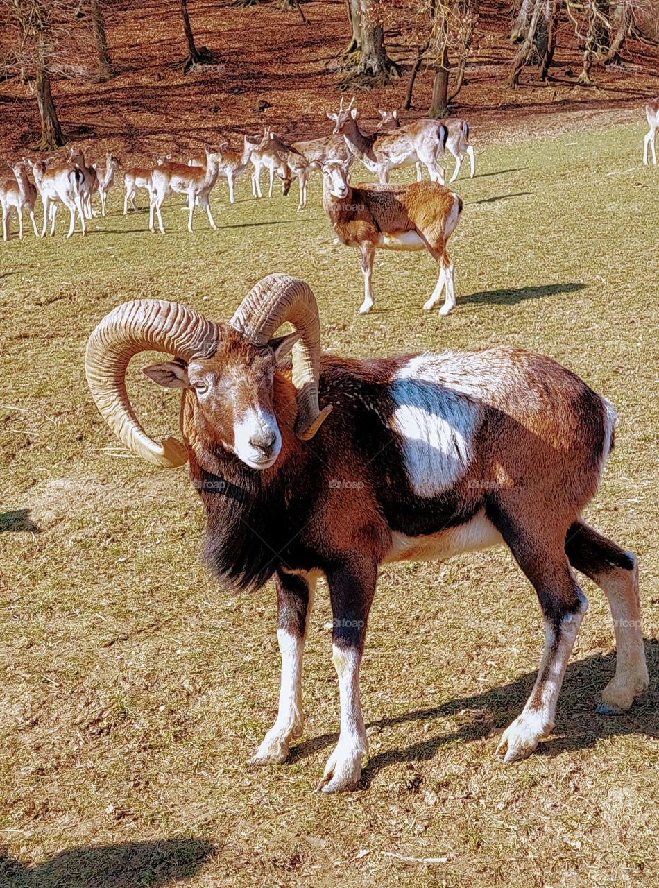 Muflon with herd of deer on a hill  near the forest.  Beautiful winter day