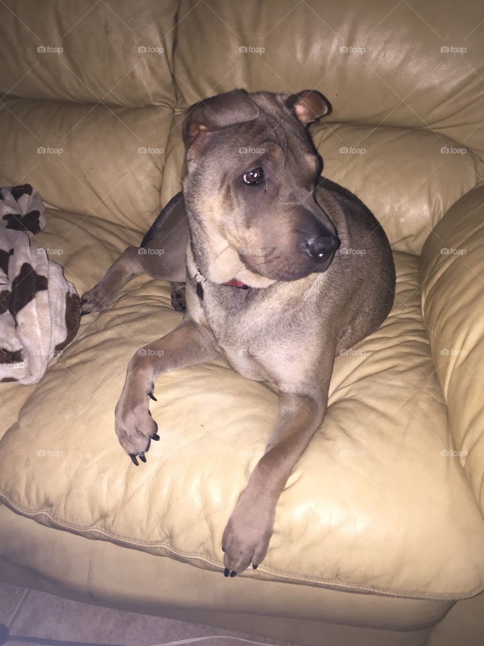 Chinese shar pei puppy on a couch