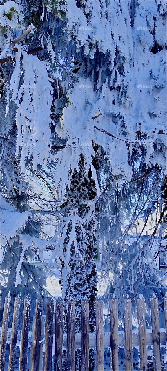 These evergreen trees heavily laden with snow are near “Kochel am See”, “Kochel at the Lake”, a small town north of the “Alps” in “Bavaria”, Germany. It is well known for its natural hot geyser springs and saunas. 2024. Hypnotic Productions