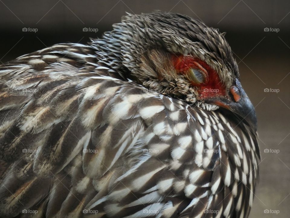 bird portrait