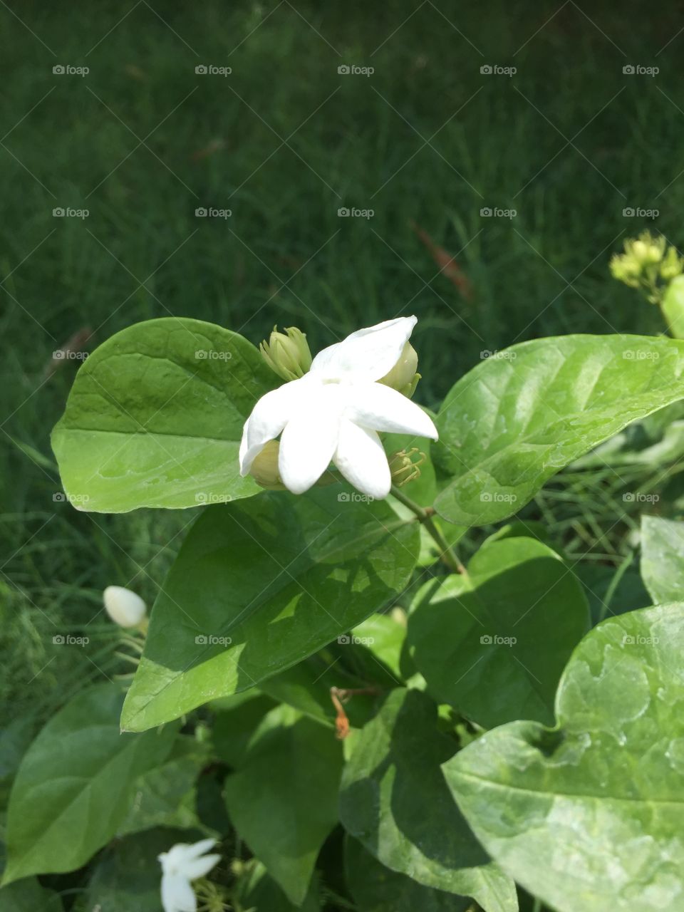 Jasmine flower white