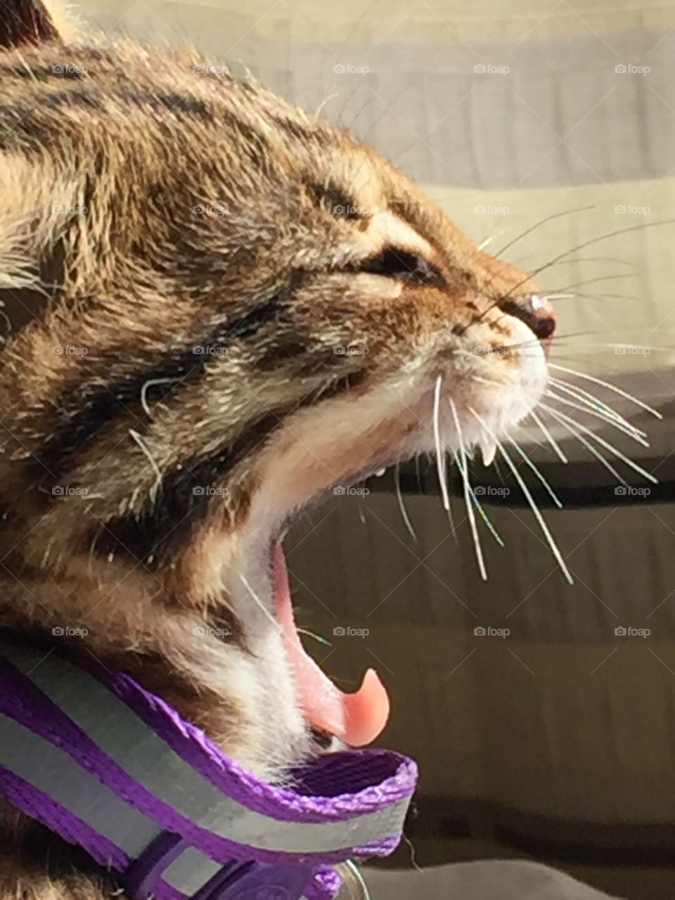 Bengal yawn