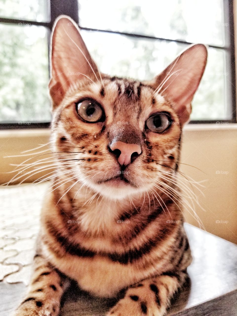 Bengal Selfie