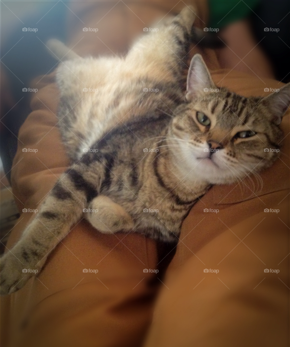 pet relaxed furball lazy cat by atheneschild