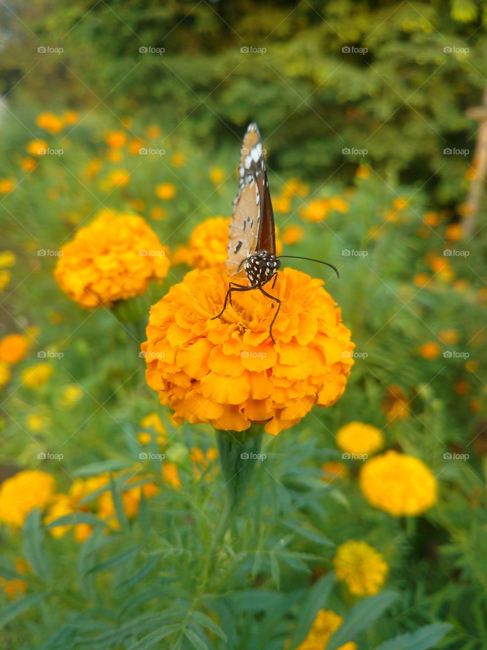 Butterfly on the Beautiful flower