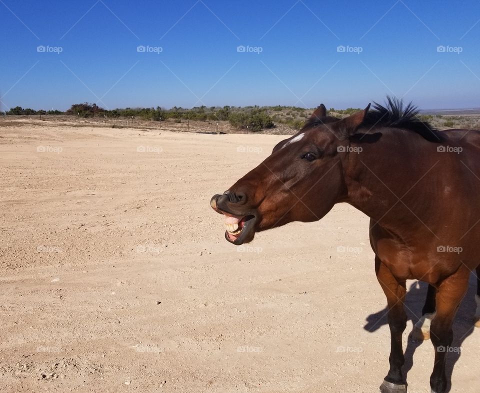a smiling horse