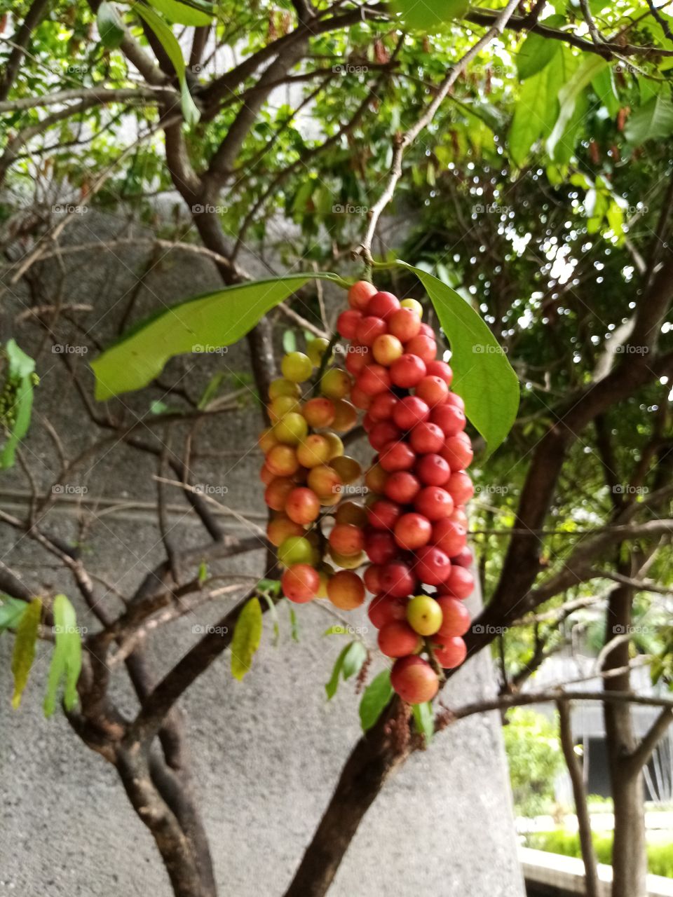 bignay fruits
