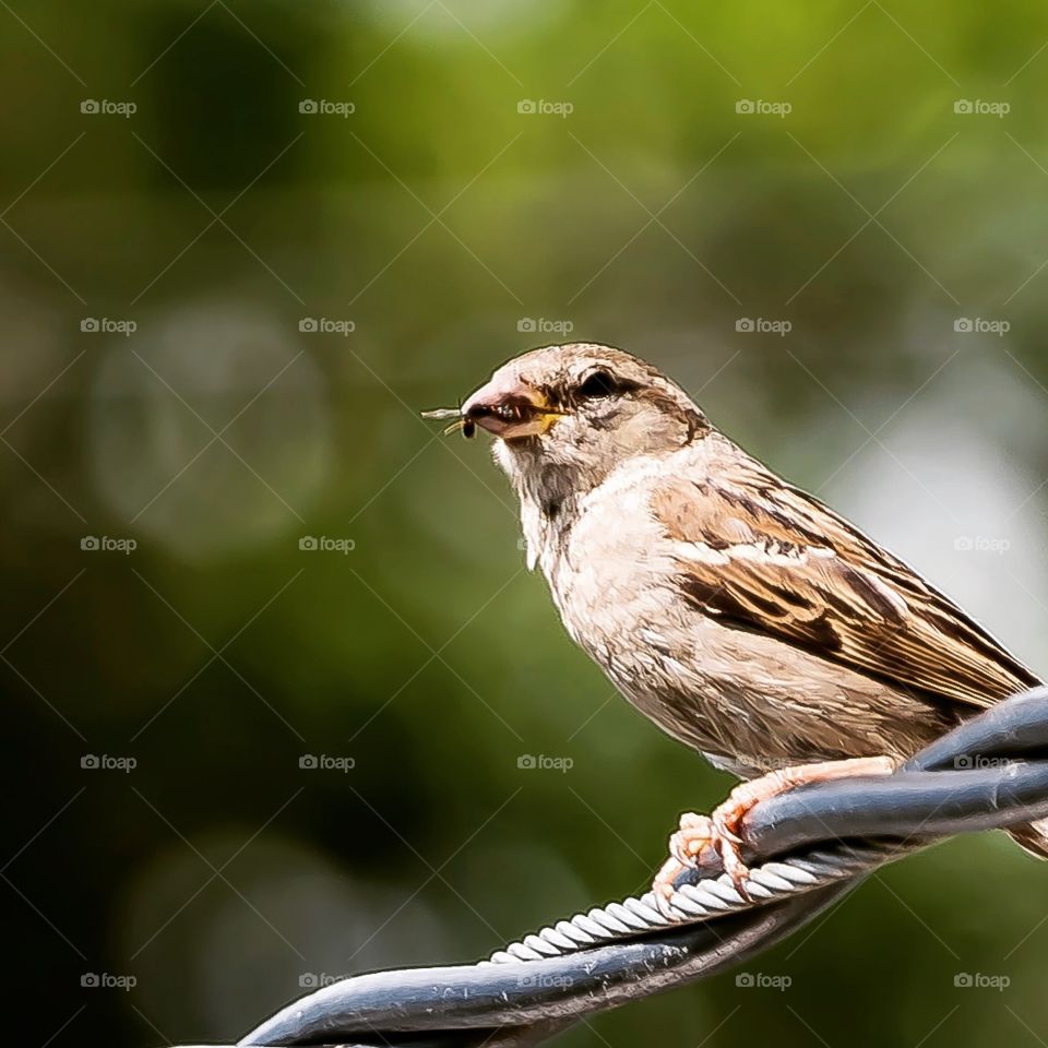 Sparrow on the power line with a bug in it's mouth