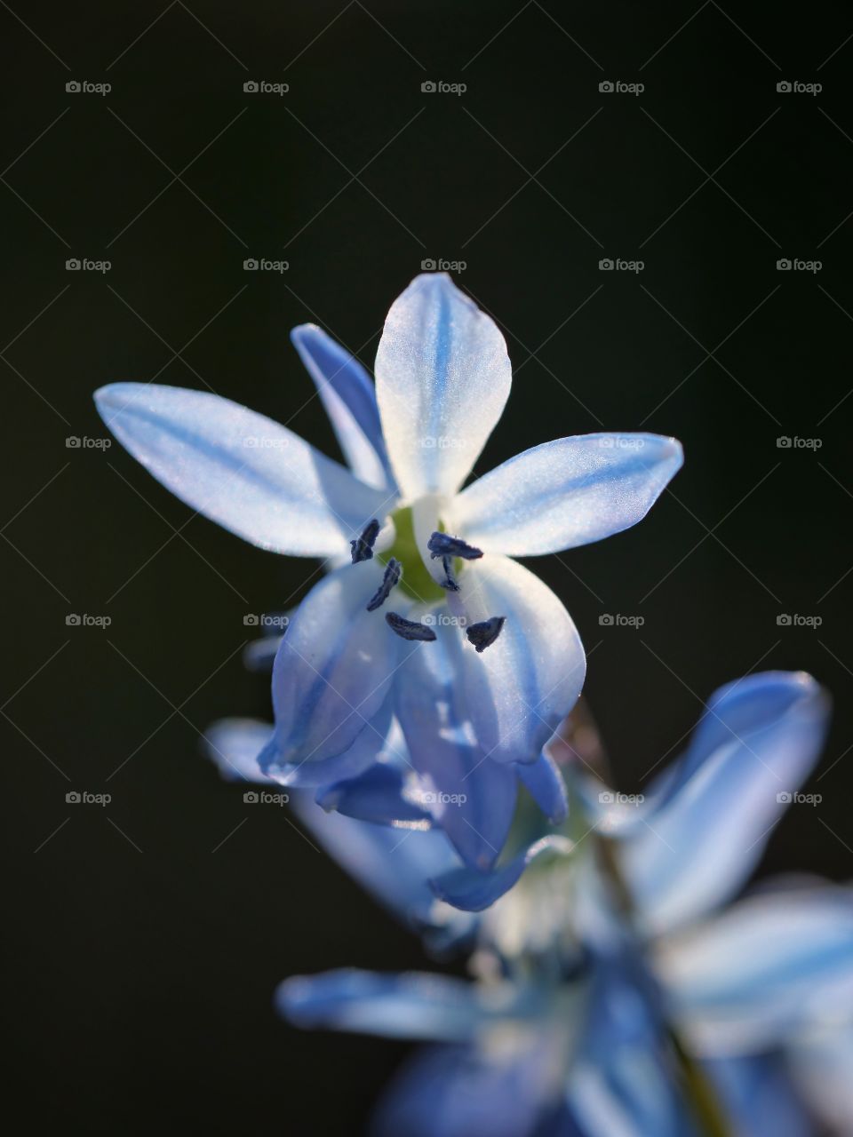 Close-up of Scilla siberica