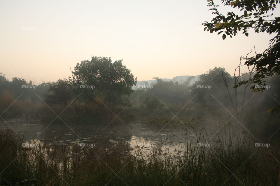 Landscape, Fog, Tree, Dawn, Lake