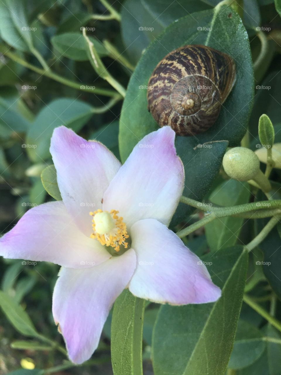 El caracol y su flor