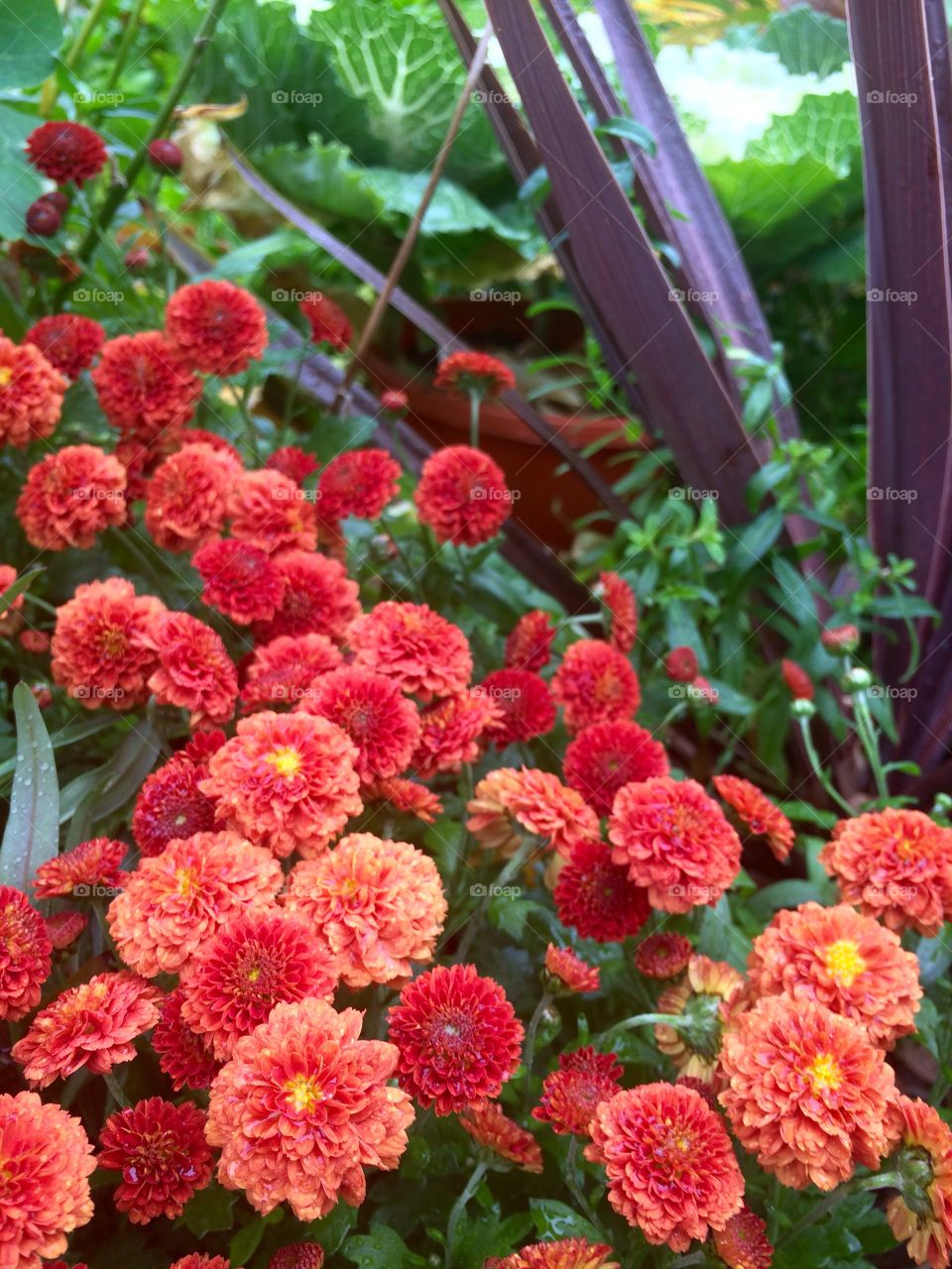 beautiful flowers close up