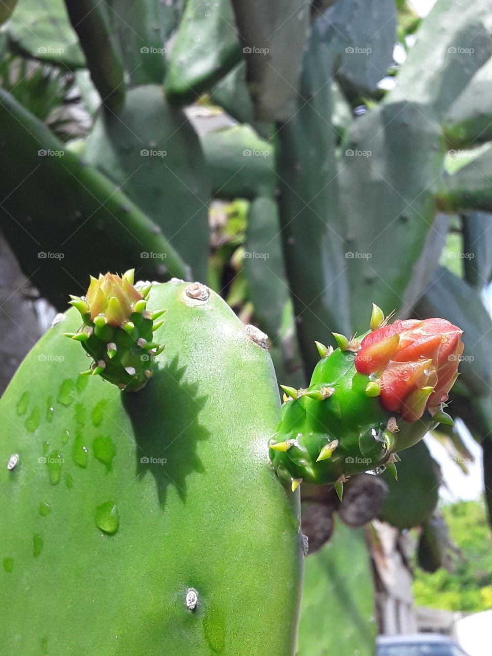 tropics cactus with flower