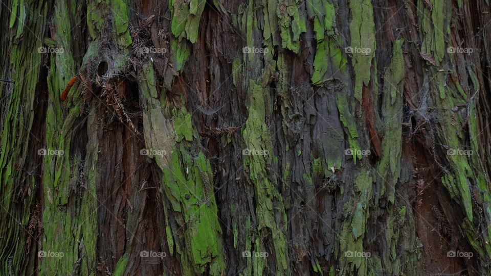 Green moss growing on bark of an evergreen tree