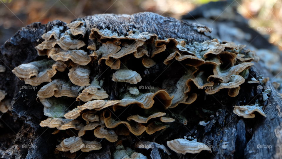 Wild mushrooms in winter
