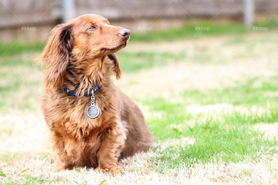 Stanley is the king of the yard