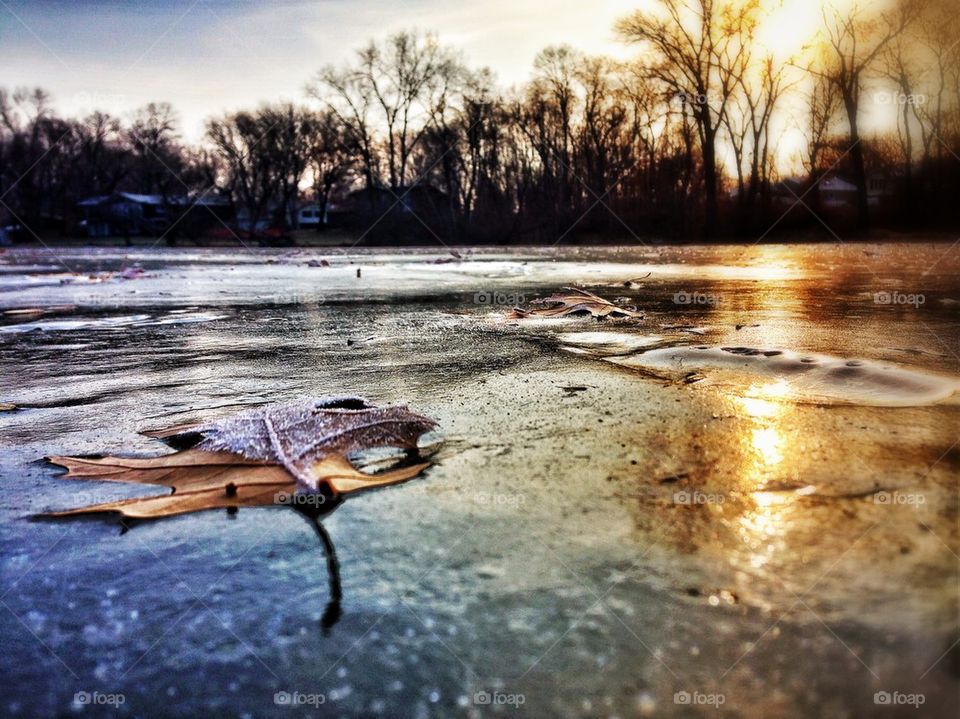 Frozen on a pond