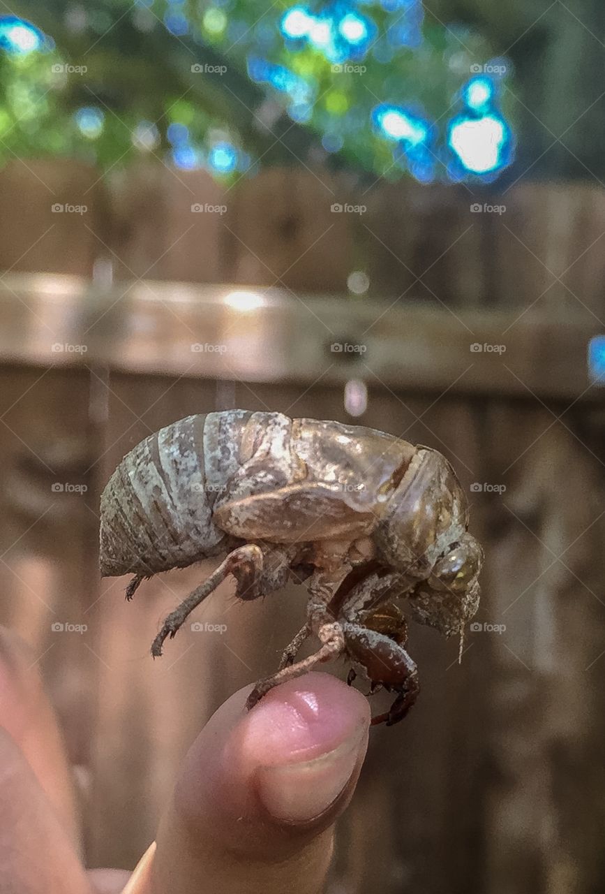 Cicada