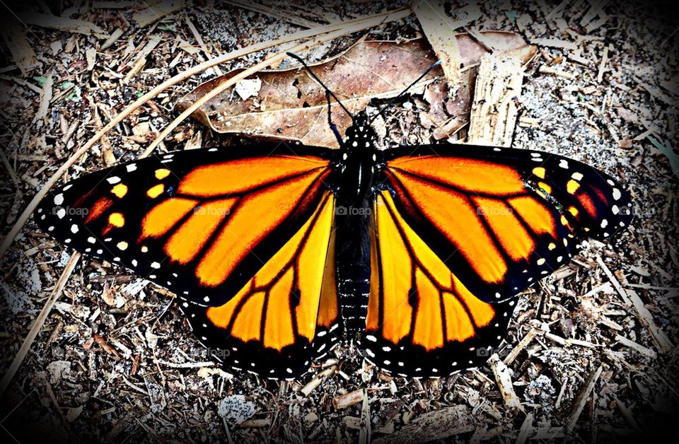 Monarch butterfly