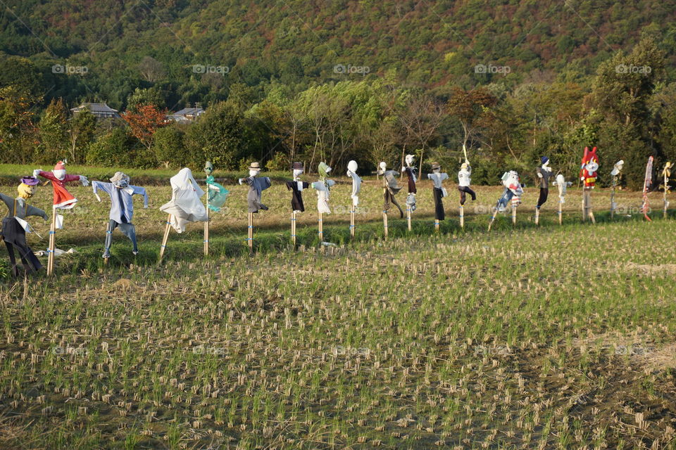 A line of Scarecrows