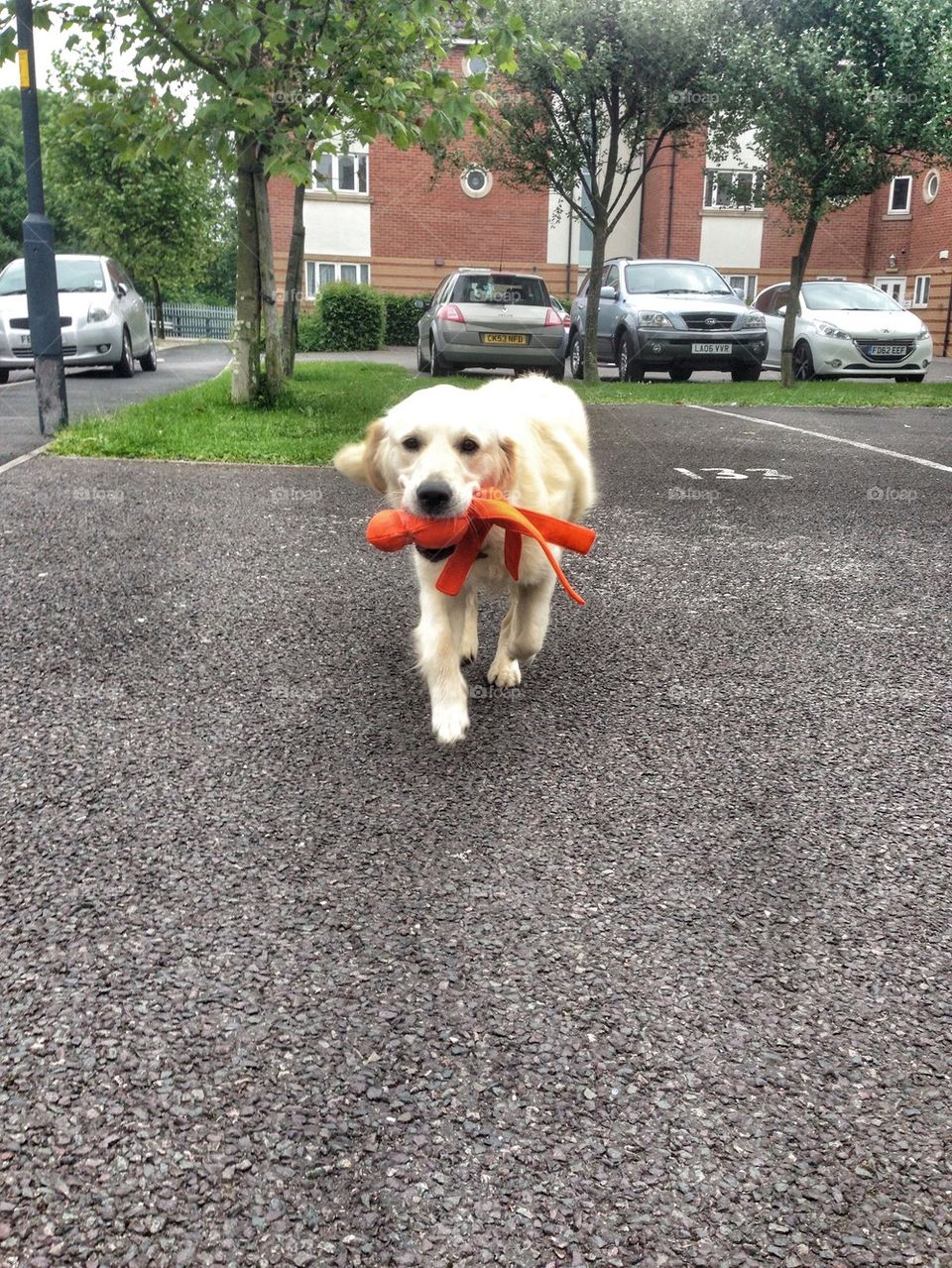 Zoe walking with her bday toy