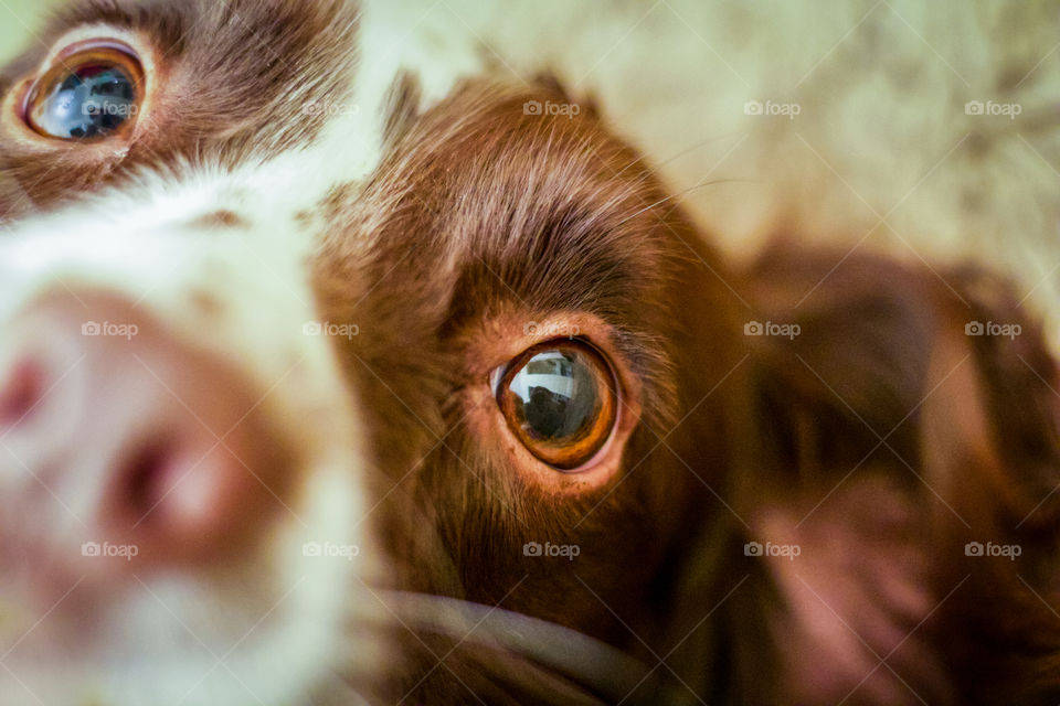 Springer spaniel eyes