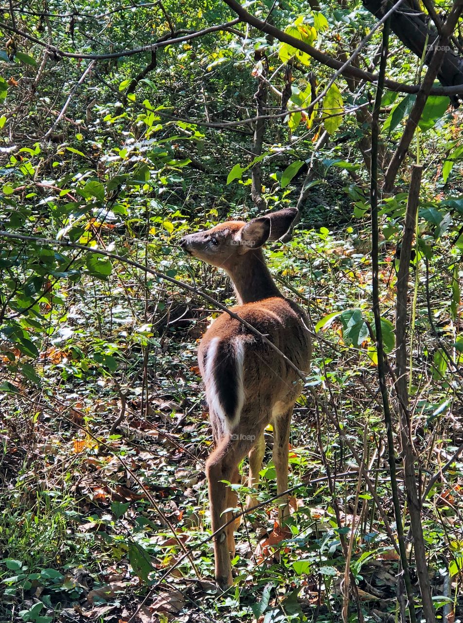 Deer eating in the woods
