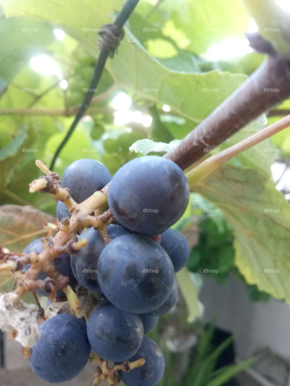uvas