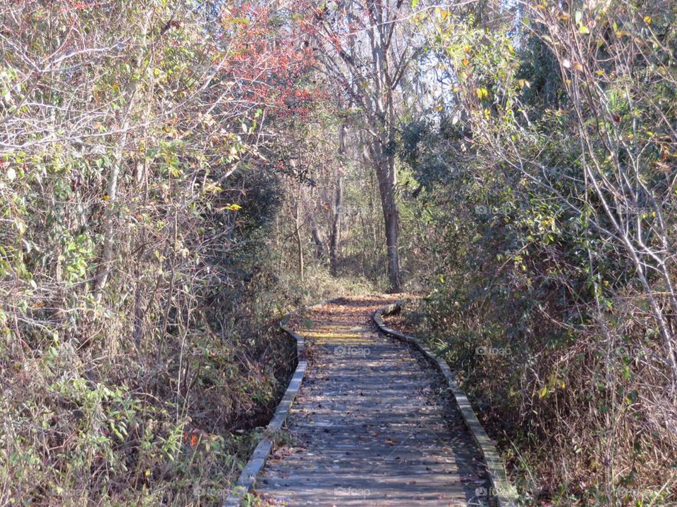 Walking Trail thru the Woods