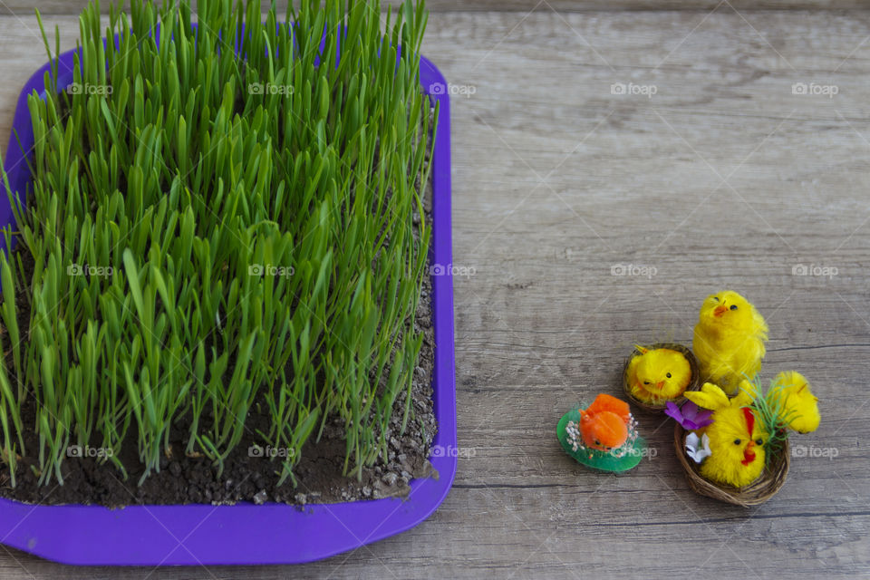 Green grass and toy chicken