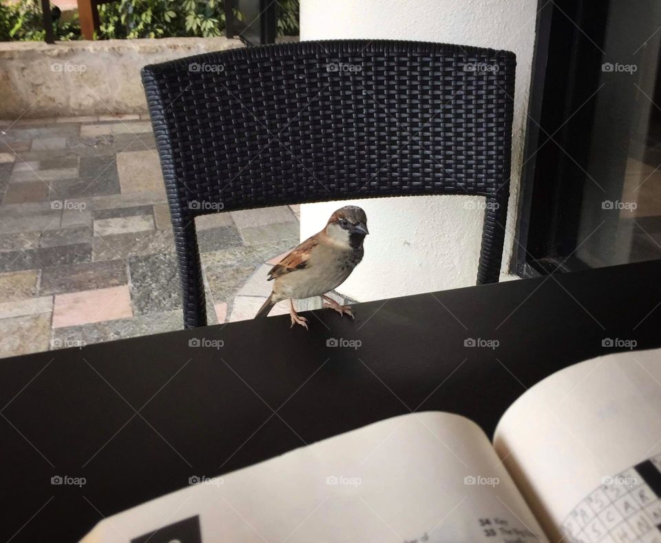 Sparrow perched at the edge of a table