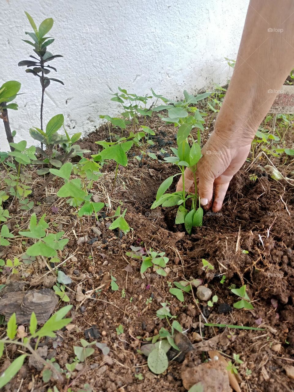 planting basil in a garden