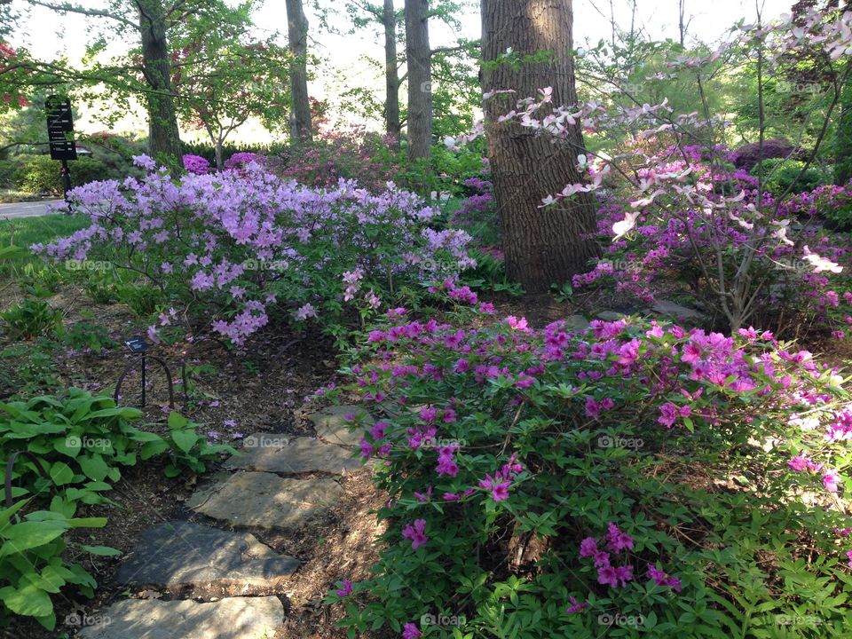 A Path Becomes Obscured 