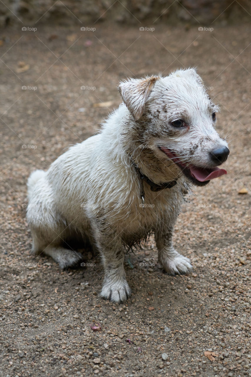 Dirty white dog