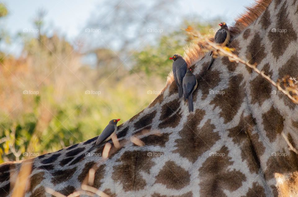 Oxpeckers on a giraffe's back