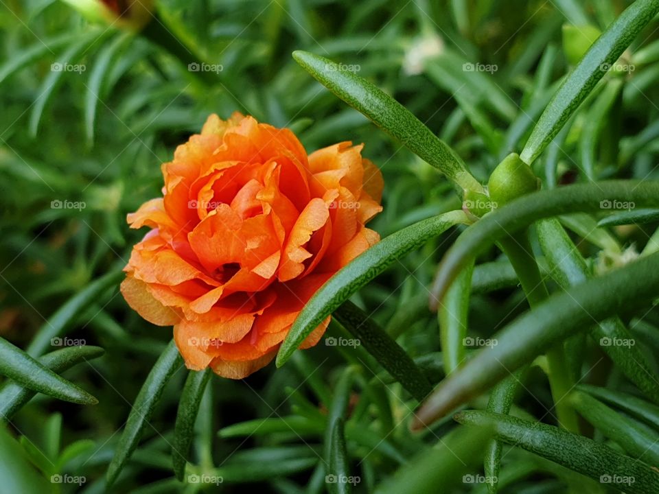 my beautiful Portulaca grandiflora