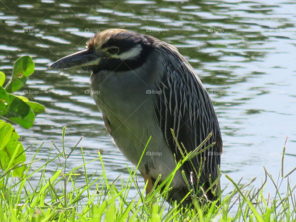 while Paddleboarding through the canal in my backyard, I encountered thus magnificent bird, the Striated Heron.