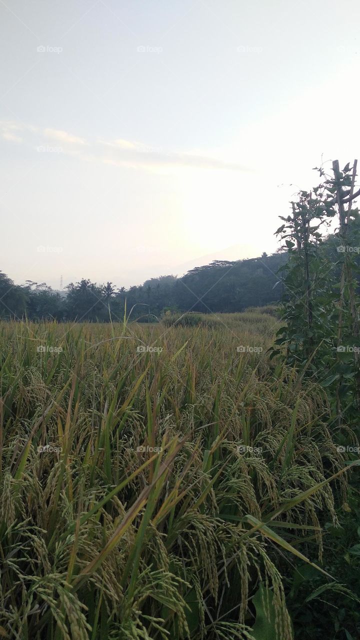 Beautiful view in the afternoon in the rice fields