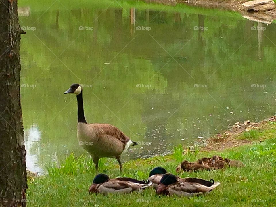 Duck Duck Goose. A goose strolling past ducks and their ducklings near a pond