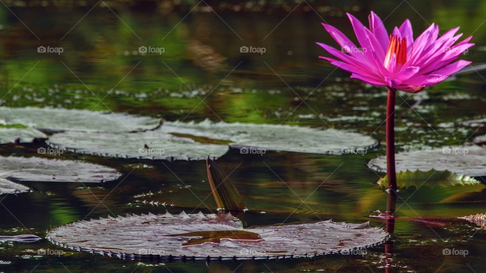 Water Lily flower