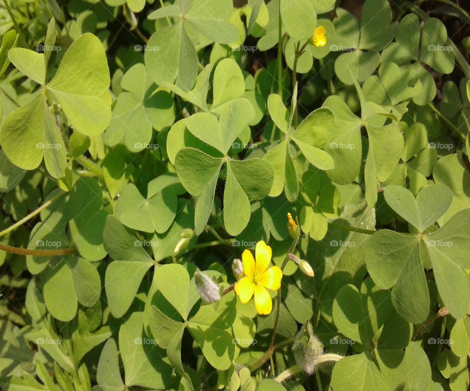 little yellow flower with green leafs