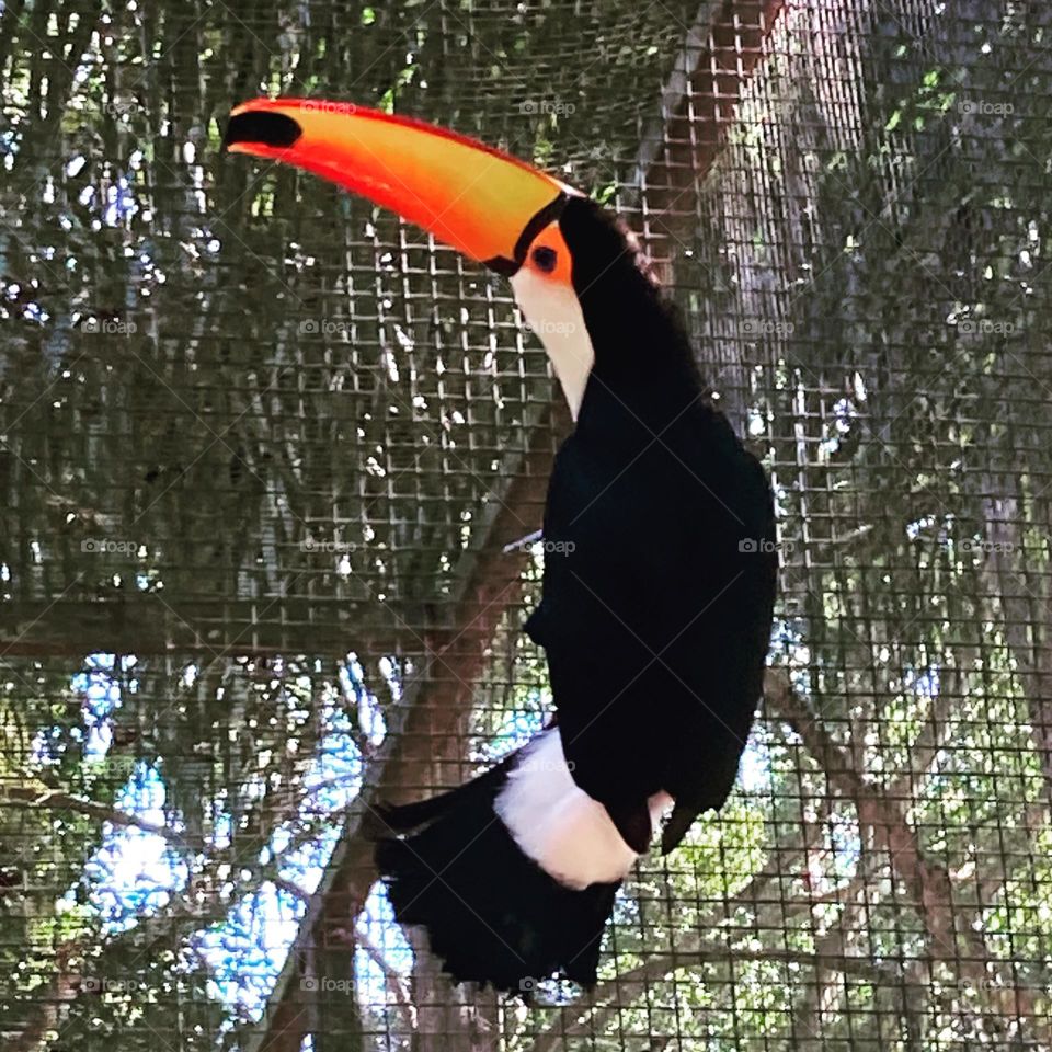 🇺🇸 The toucan looked at me, posed and… I clicked Thanks for the photo, big nose friend. / 🇧🇷 O tucano olhou pra mim, fez pose e… cliquei Obrigado pela foto, amigo narigudo.