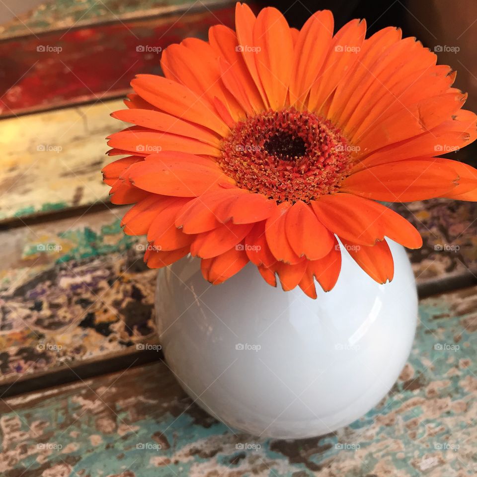 Close-up of a orange flower