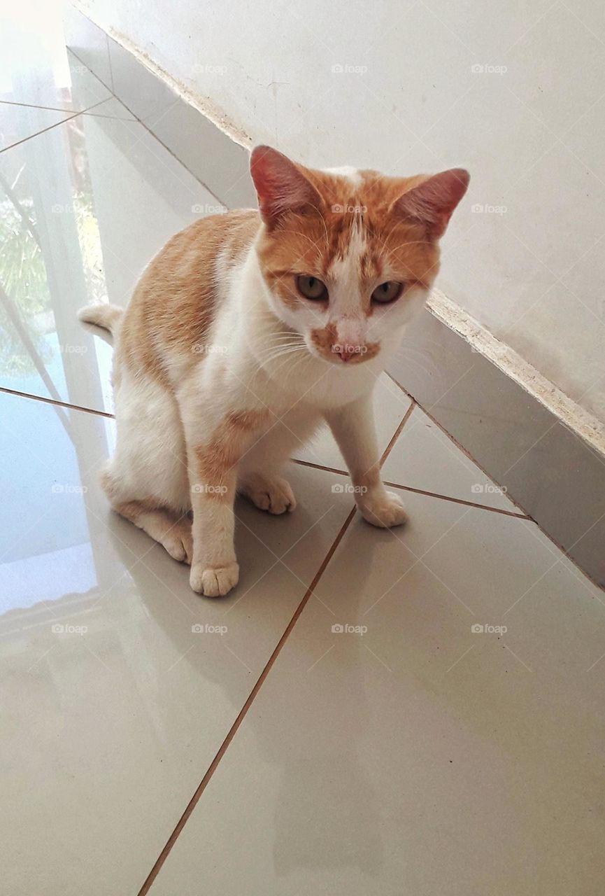 cute cat on the white floor