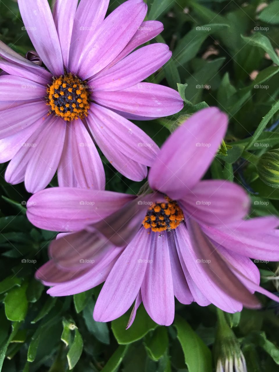 Purple flowers 