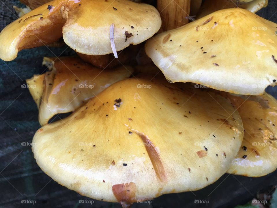 Wild mushrooms