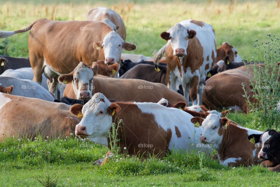 Cows resting on pasture
