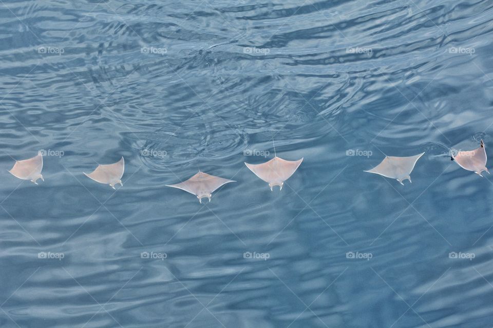 Stingray fishes swimming in sea